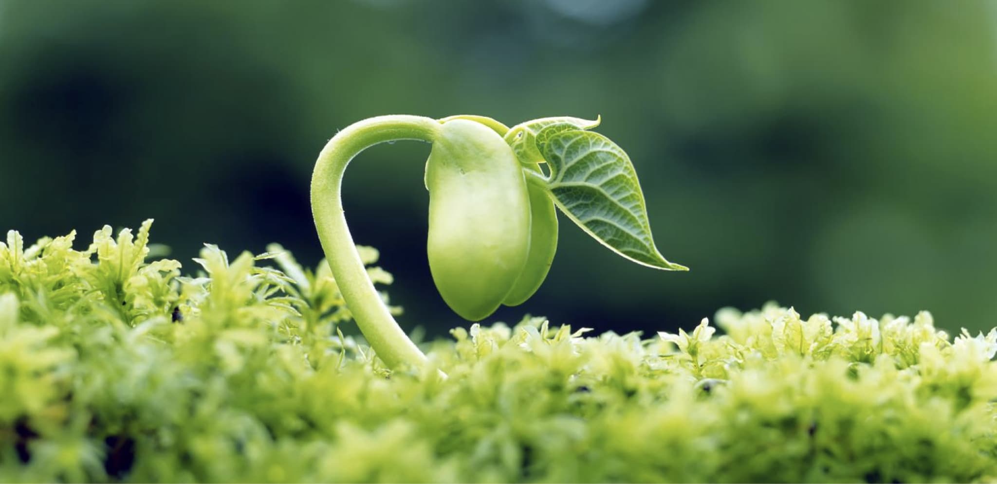 Intuitive, Simple, Efficient